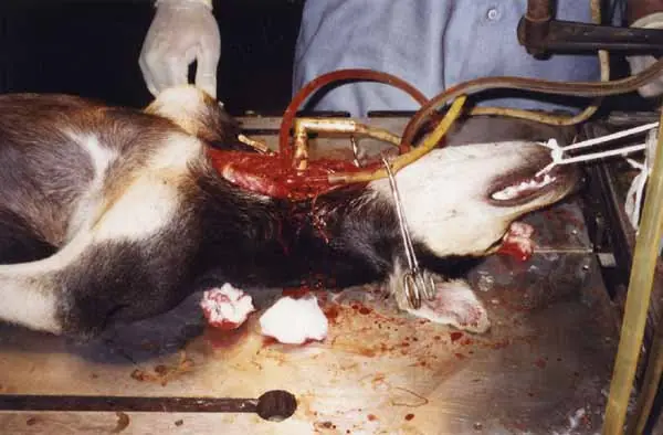 experimentacion animal ¡no¡