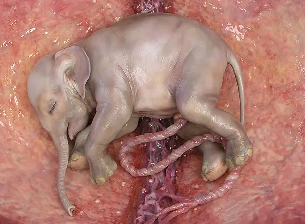 elefante: sabias que?