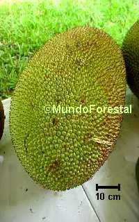 El Fruto mas Grande del Mundo - JACA