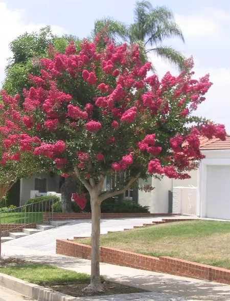 Un buen arbol para el frente