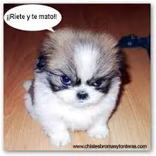 menudo perrito rabioso
