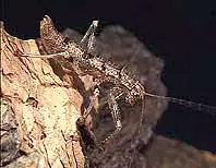Animales prehistóricos vivos