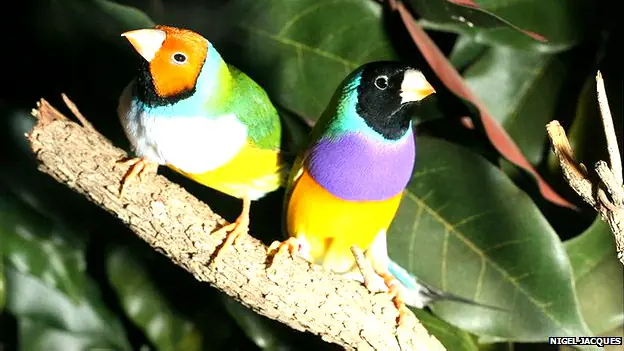 Aves que expresan su personalidad con el color de sus pluma