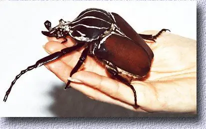 arañas