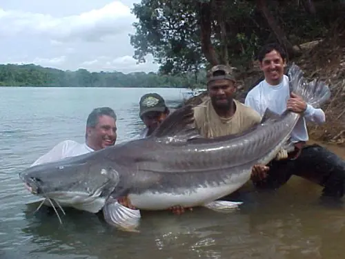 Los grandes monstruos de rio