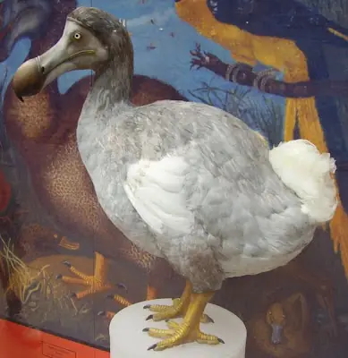 El Dodo, el pájaro tonto que acabó extinto