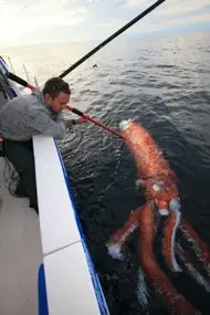 Graban a un tiburón devorando un calamar gigante
