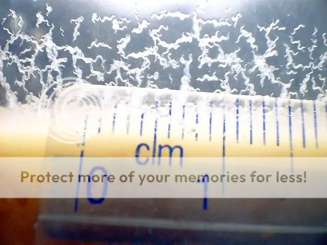 Cultivo de MicroWorms