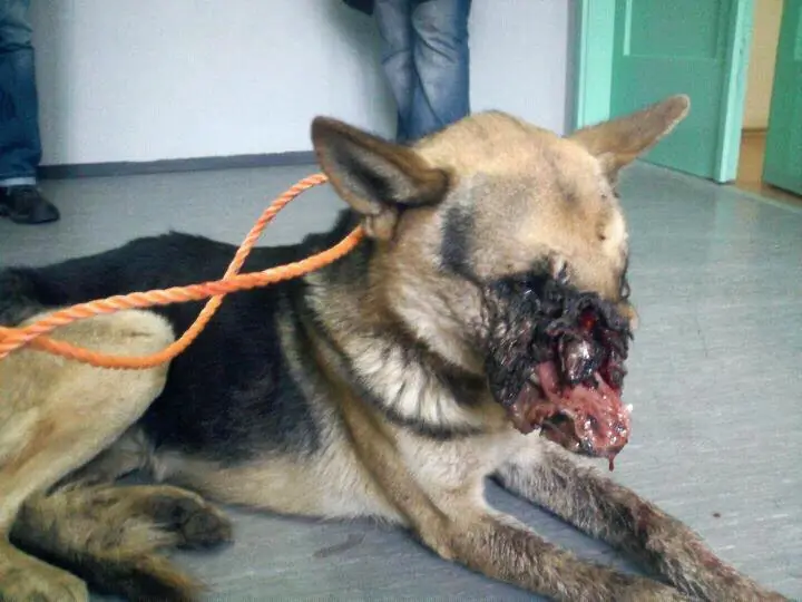 Pobre Perro! Por que hay gente asi?