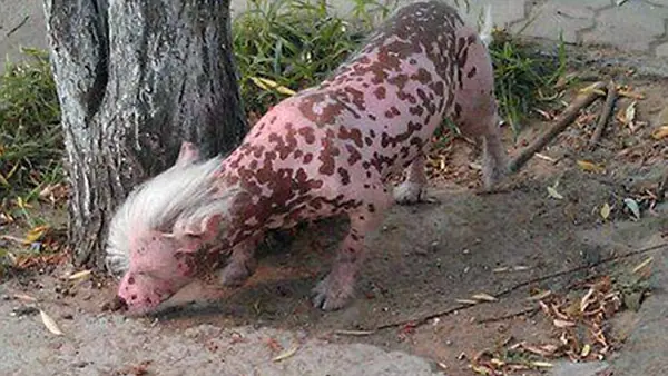 Una extraña criatura aterroriza en China