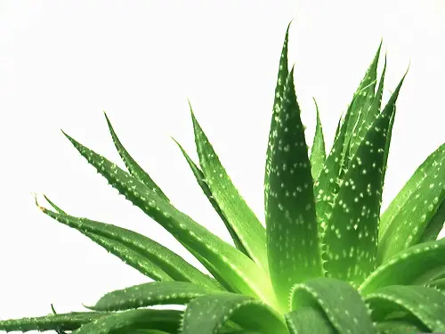 Aloe Vera A Full! :D