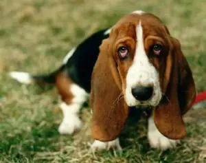 10 mitos de los animales que la gente cree que son verdad