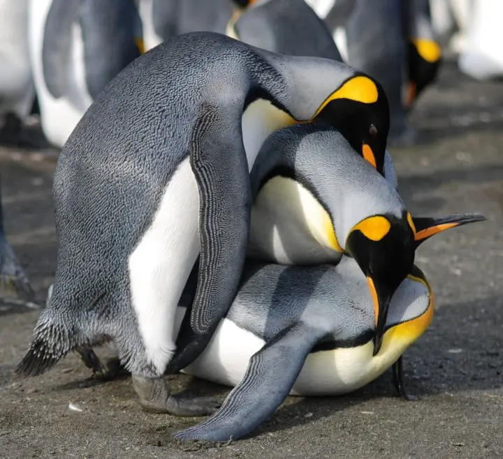 La "depravación sexual" de los pingüinos de Adel