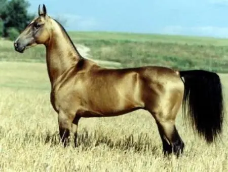 Si te gustan los caballos