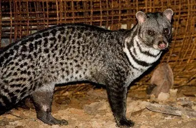 El café más caro del mundo lleva excremento de marsupial