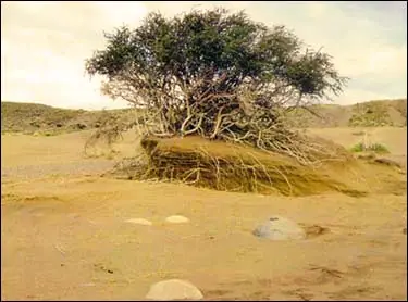Mendoza, el sitio más afectados por la desertificación