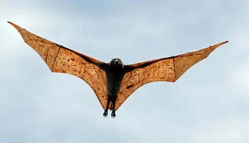 zorro volador filipino...