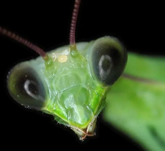 Curiosos