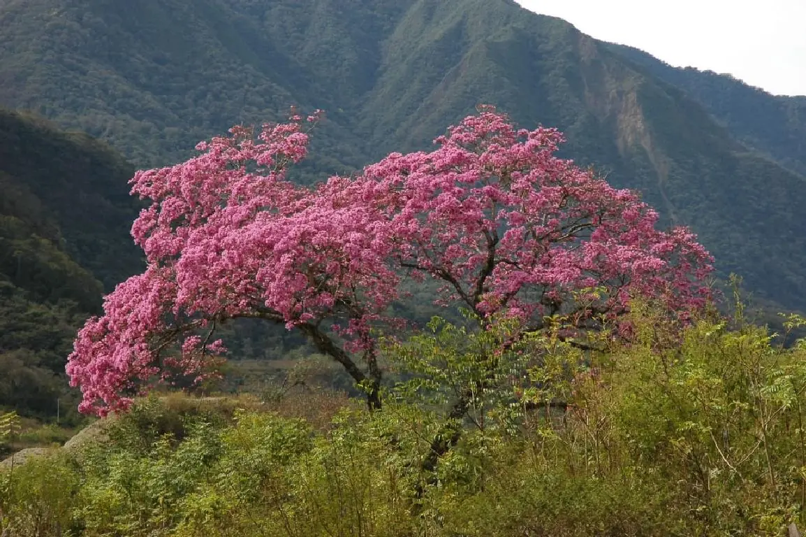 Arbol Lapacho Tucumano-Jujuy-Salta