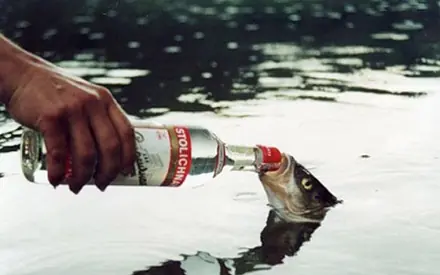 ¿Los peces beben agua?