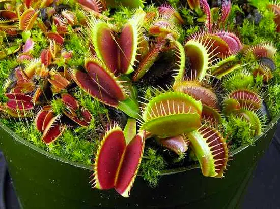 Plantas Carnívoras