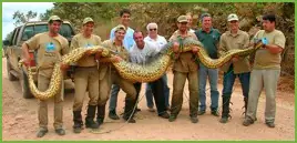 Serpientes Gigantes