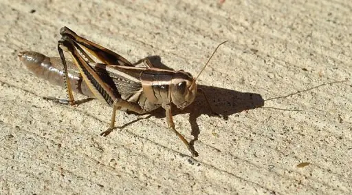 Los saltamontes que mueren asustados dejan su huella en la T