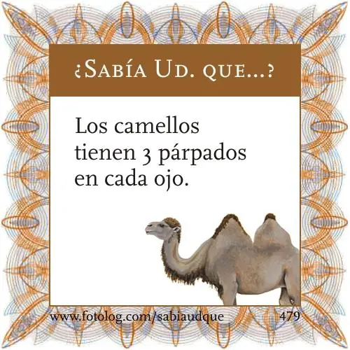 Sabia usted que? Datos curiosos sobre los animales