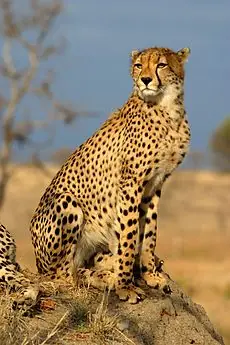 el guepardo... hermoso animal....