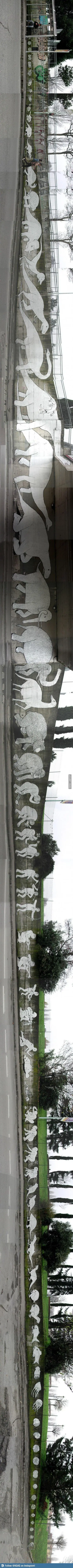 Evolución Humana