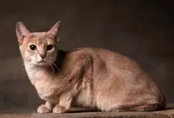 Razas de gatos