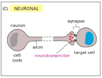 los 6 super neurotransmisores del cerebro
