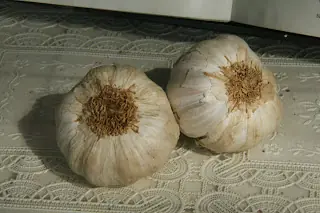 Ajo: agente terapéutico contra el cáncer