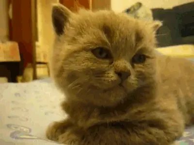 Gifs