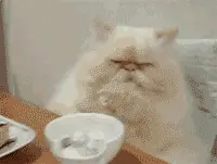 tu vida cotidiana en gif 2