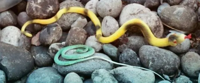 Como ahuyentar palomas del balcón