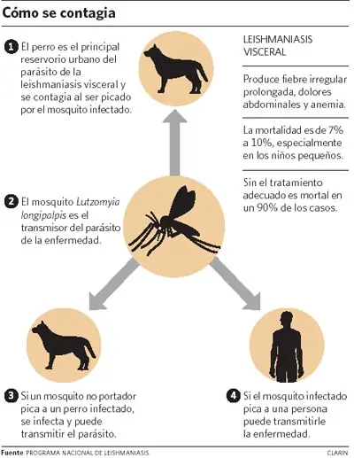 Leishmaniasis visceral. Lo que tenes que saber