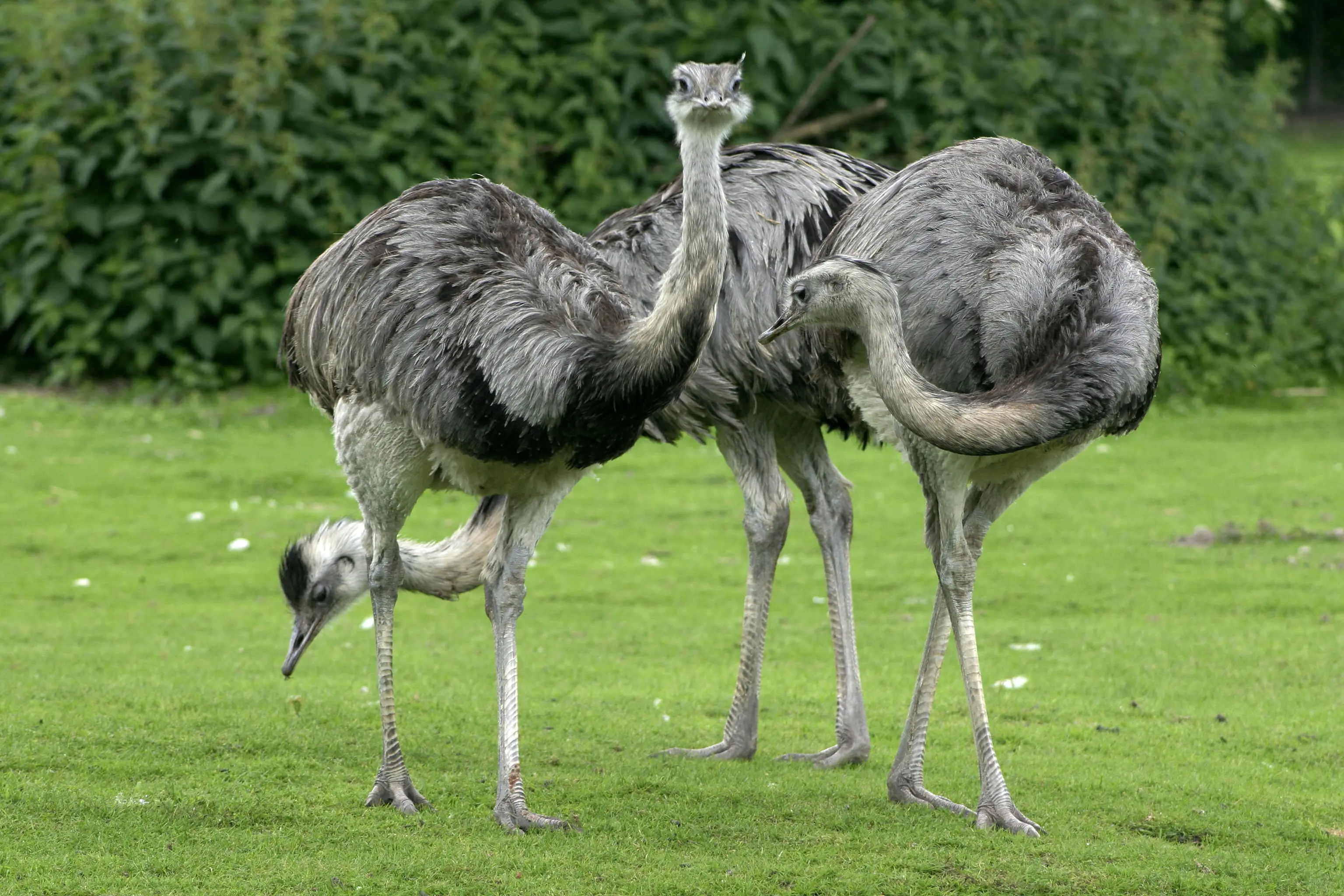 Aves Nativas del Paraguay