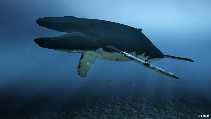 Biónica: de la ballena al helicóptero