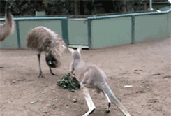 gifs recopilados