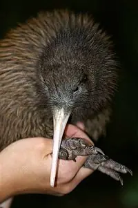 El Kiwi no vuela