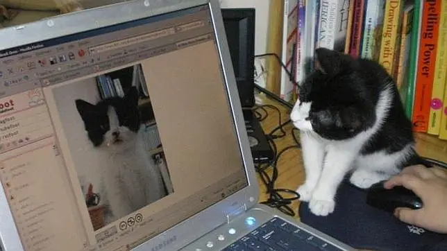 Google crea superordenador que aprende a identificar gatos