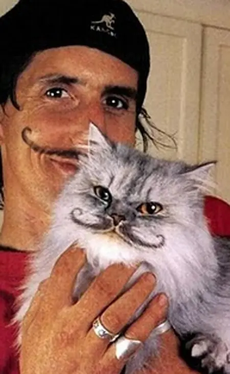 gatos