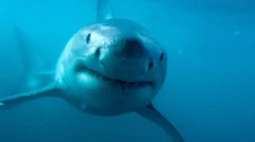 Los 13 Animales carnivoros mas peligrosos del Mundo