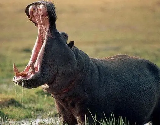 Animales
