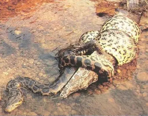 carnivoros