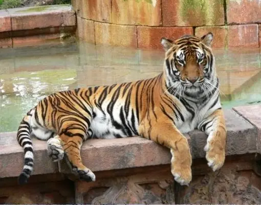 Los 13 Animales carnivoros mas peligrosos del Mundo