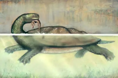 Una tortuga gigante de hace 60 millones de años