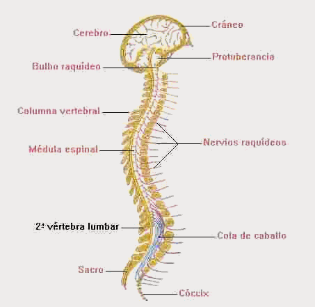 Columna