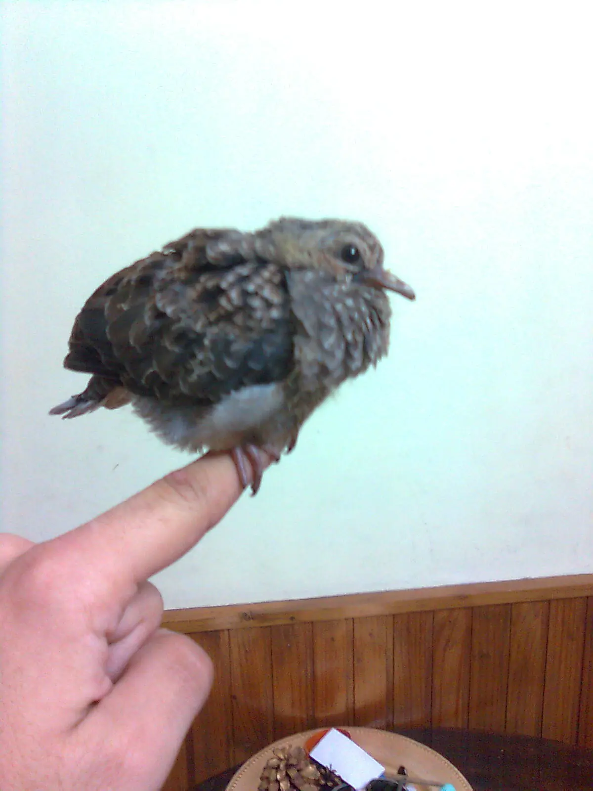 Salve un Pajarito y te lo muestro (ayuden)